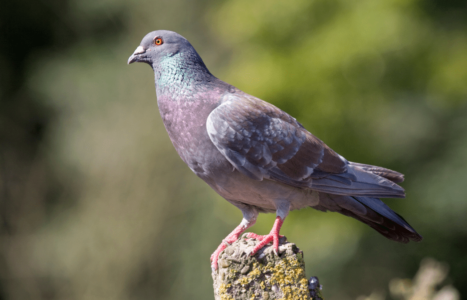homing-pigeon-8624252