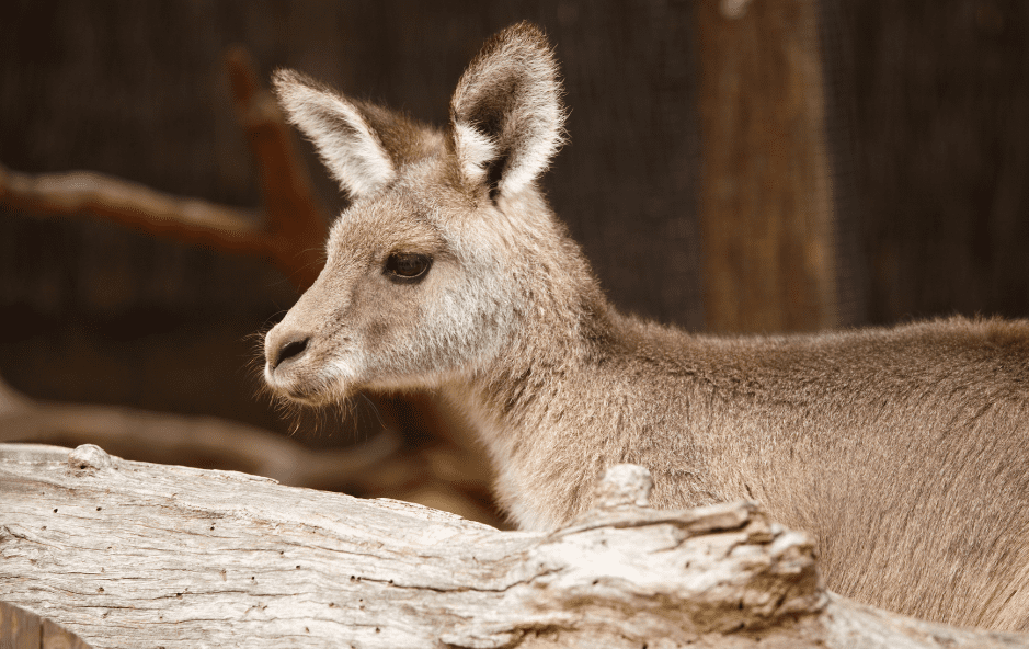 joey-kangaroo-1645715