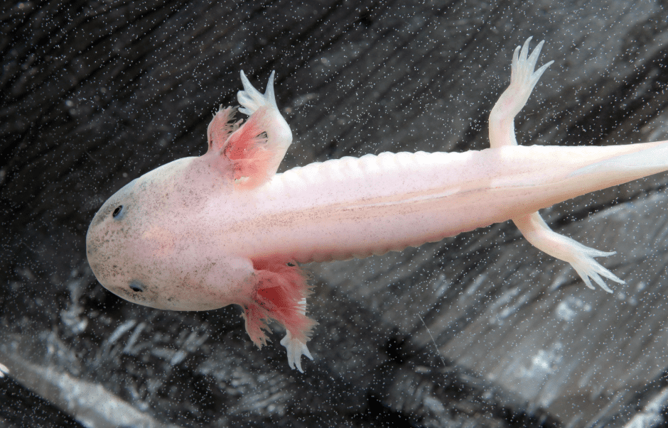 juvenile-axolotl-6599914