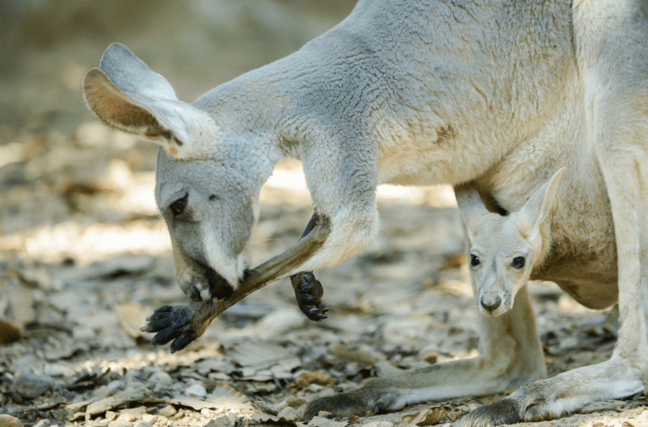 kangaroo-joey-and-mother-2765720