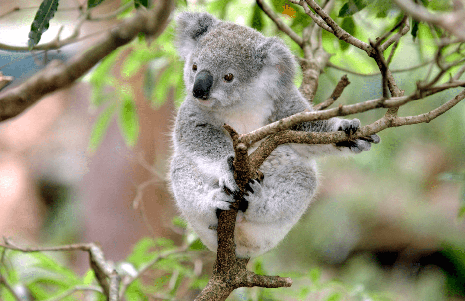 Living In The Canopy - 15 Arboreal Animals That Call the Treetops Home -  Animal Corner