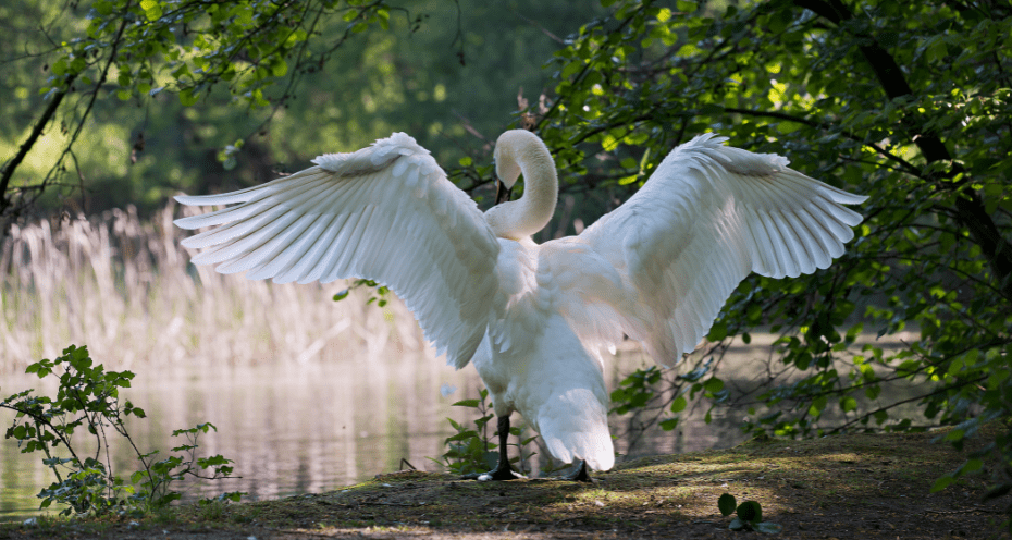 male-swan