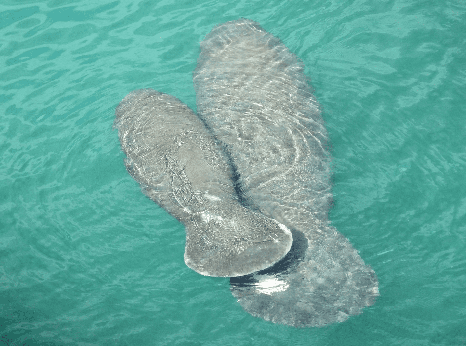 manatee-calf-and-mother-7658986