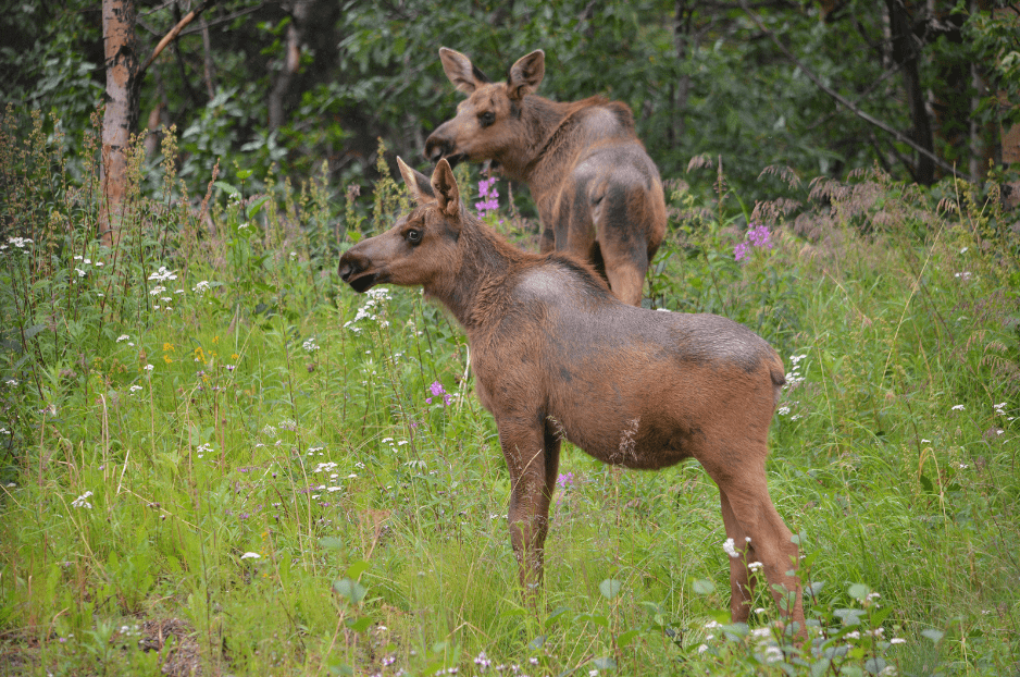 moose-calves