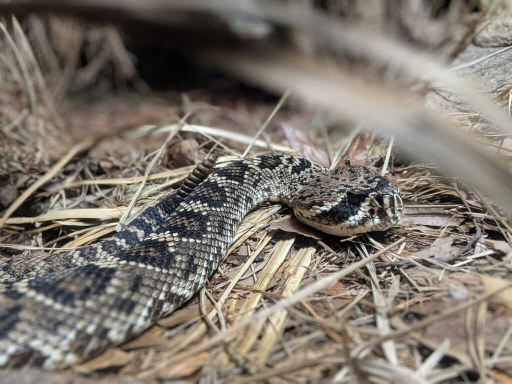 baby rattlesnake slithering