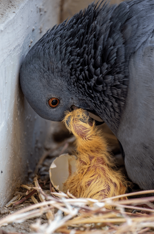 pigeon-feeding-squab-1056925