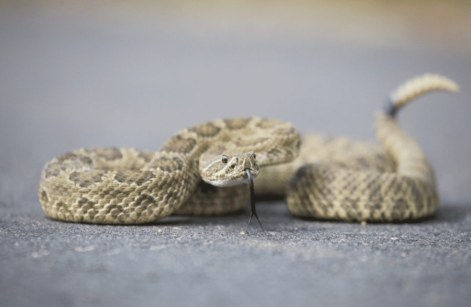 rattlesnake-6156733