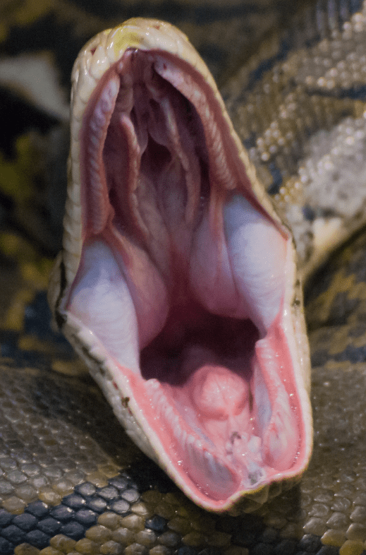 rattlesnake-mouth-6435354