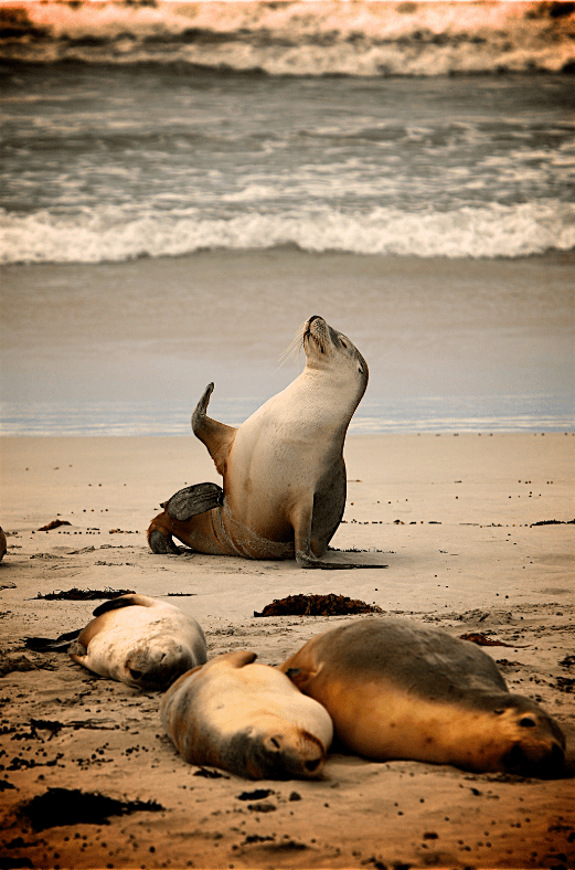 sea-lion-on-beach-4619771