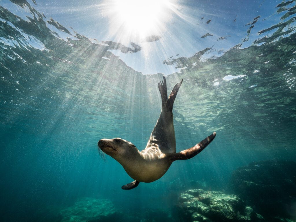 are sea lions dangerous