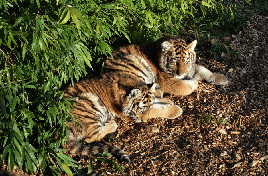 tiger-cubs-6003627