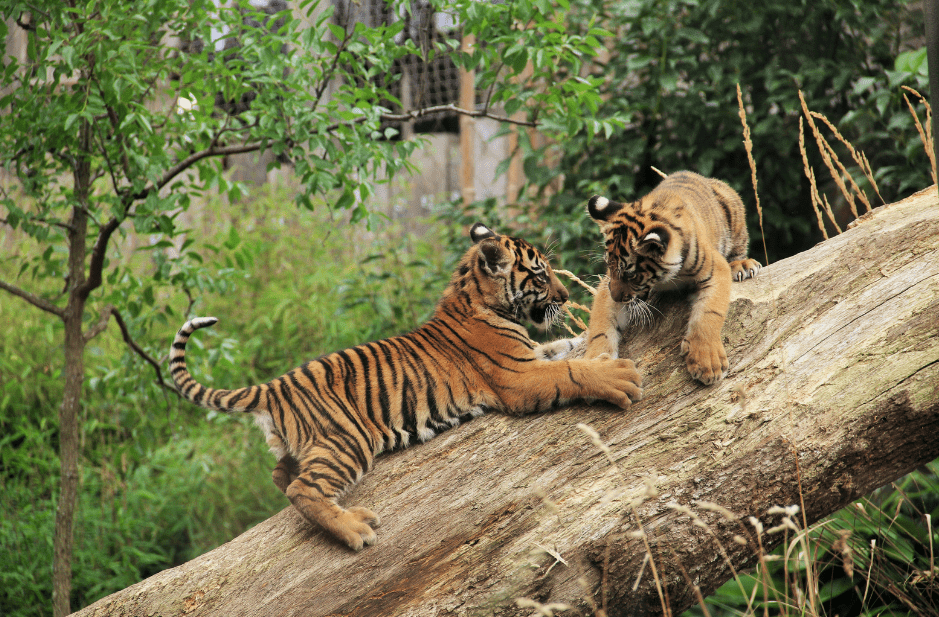 tiger-cubs-playing-3603577