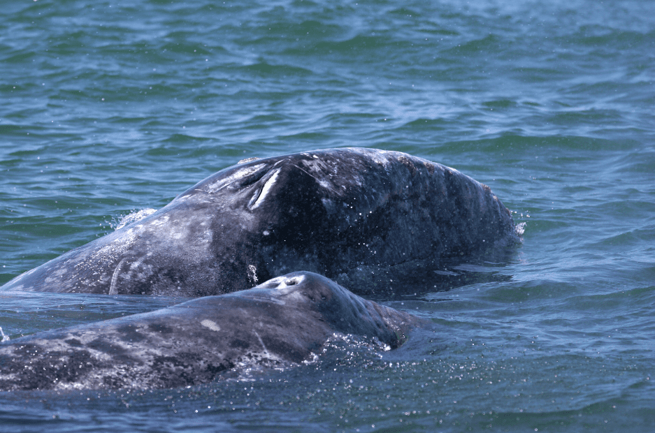 whale-calf-blowhole-6903828