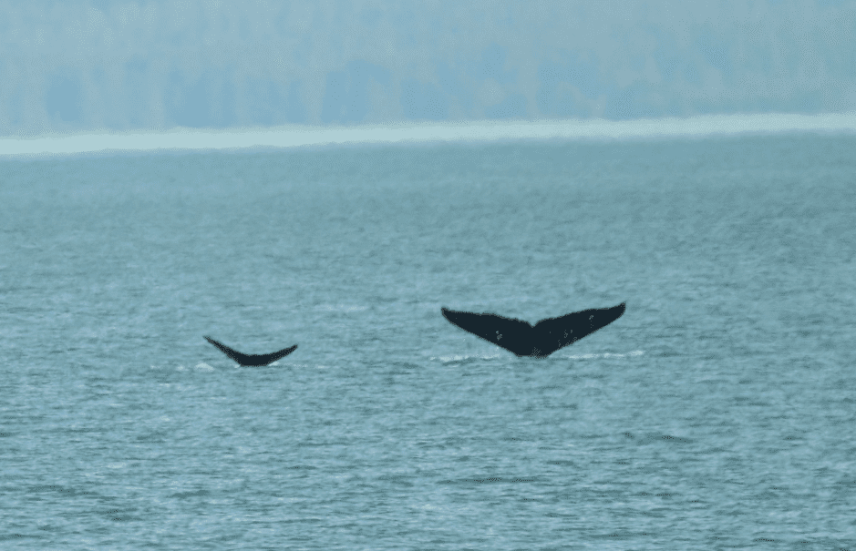 whale-mother-and-calf-tail-9601653