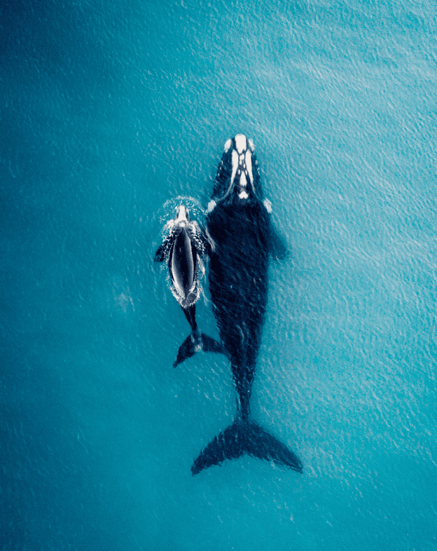 whale-mother-with-calf-1679272