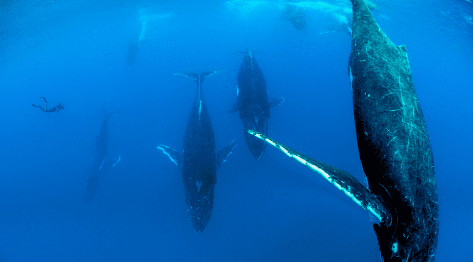 whale-pod-2419381