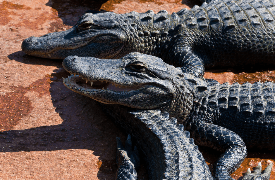 young-alligators-5125132