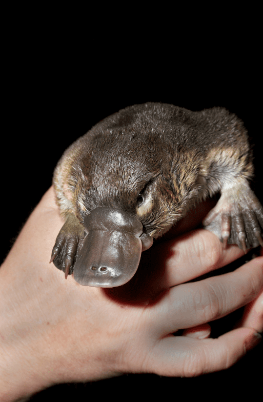 young-duck-billed-platypus-7163775