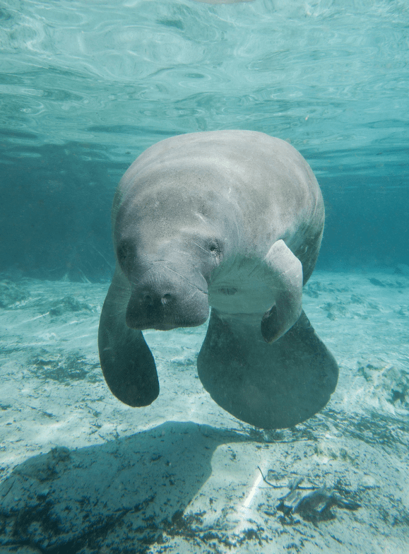 young-manatee-3134908