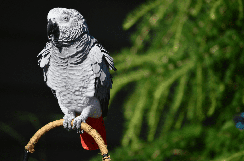 african-grey-parrots