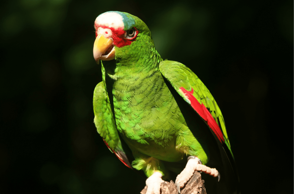 amazon-parrots