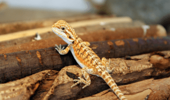 baby-bearded-dragon-facts