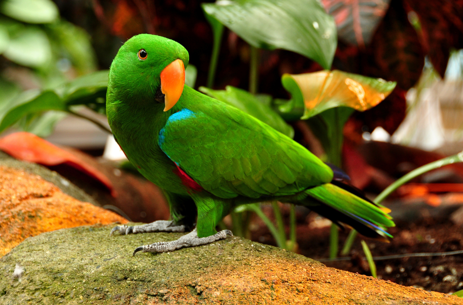 eclectus-parrots