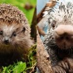 hedgehog-vs-porcupine-2