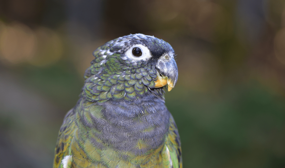 pionus-parrot