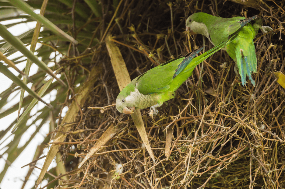 quaker-parakeet