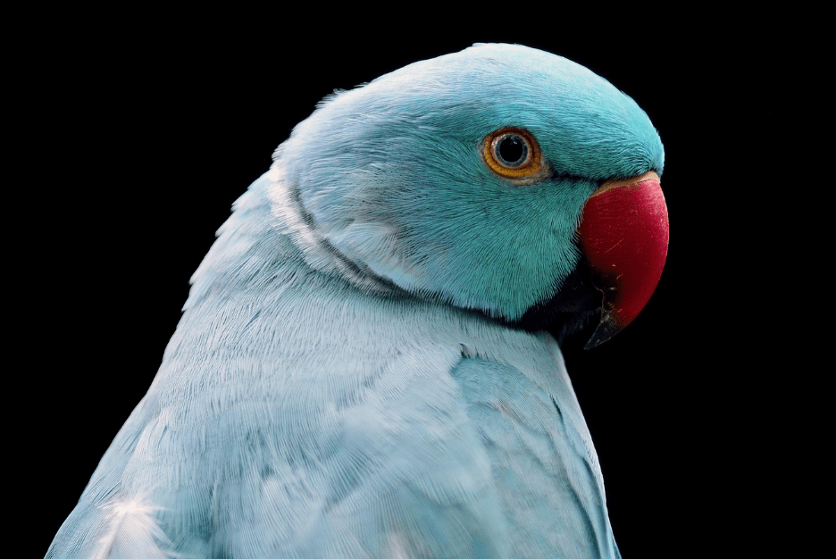ring-necked-parakeet