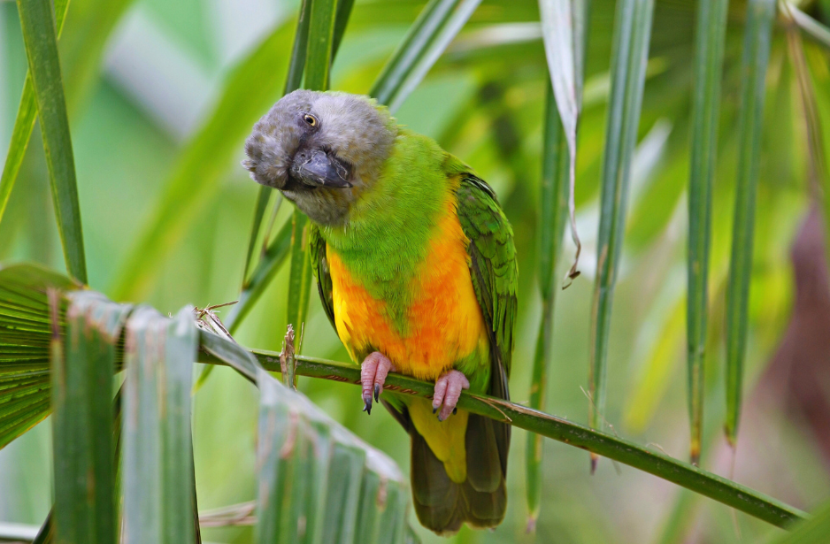 senegal-parrot