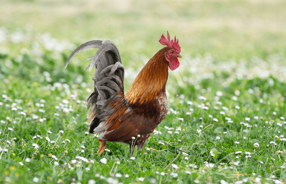 serama-bantam-chicken