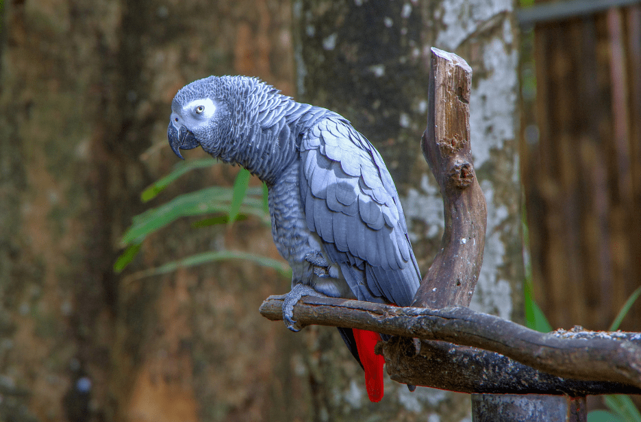 timneh-greys-parrot