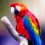 types-of-parrots-to-keep-as-pets