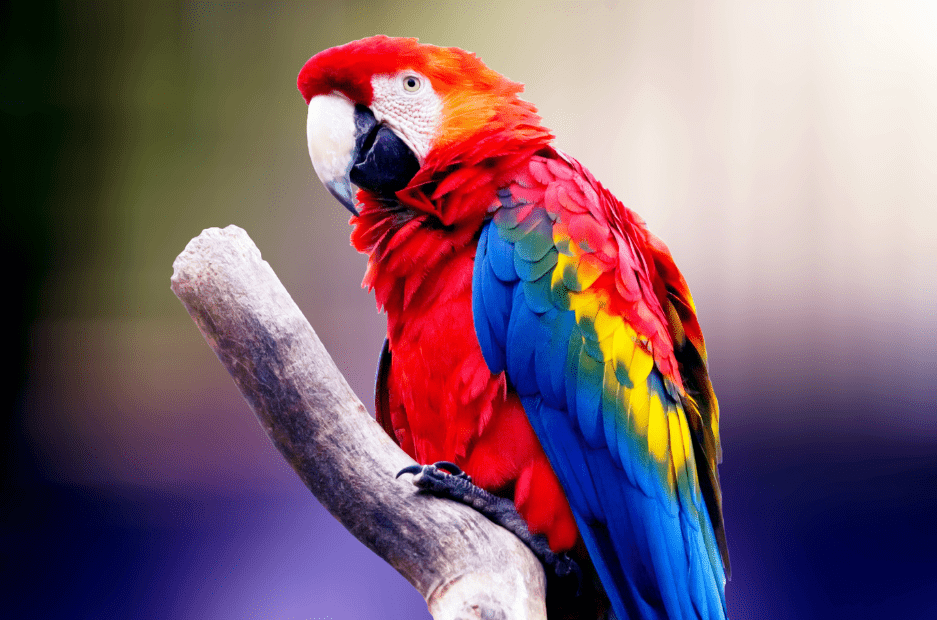 types-of-parrots-to-keep-as-pets