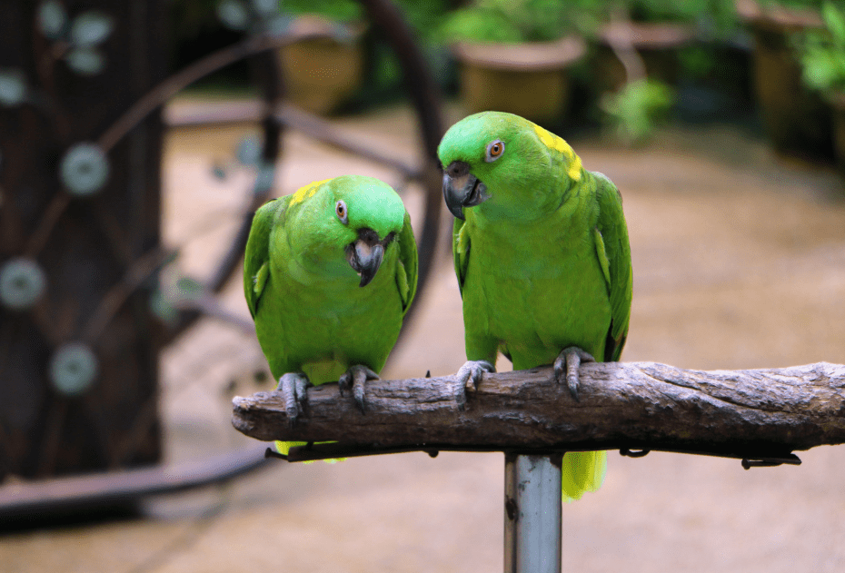 yellow-naped-amazon-parrot