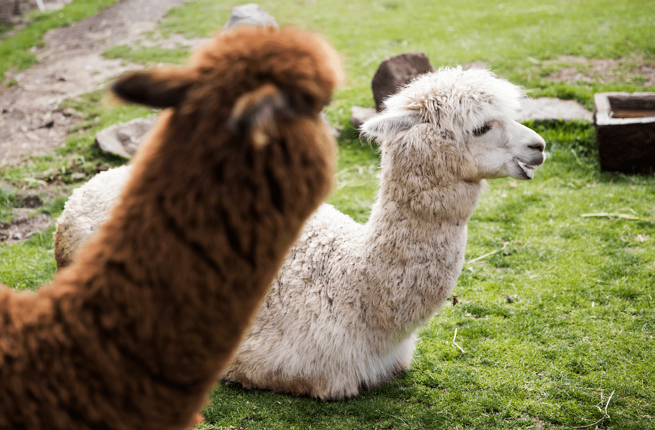 alpaca-youngster-3000883