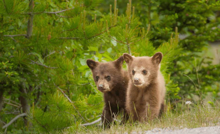 two-bear-cubs