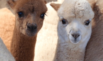 baby-alpaca-facts