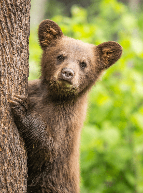 baby-bear-climbing-tree