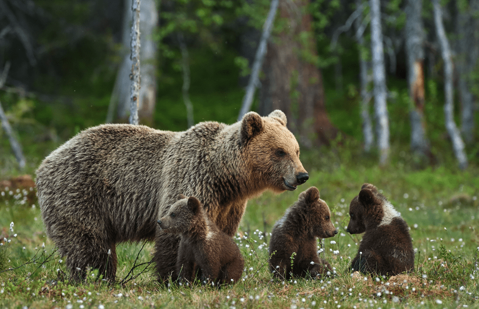 baby-bear-cubs
