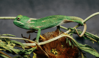 baby-chameleon-facts