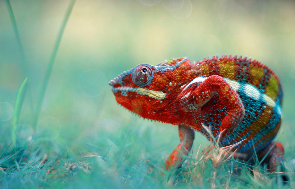 baby-chameleon-hatchling