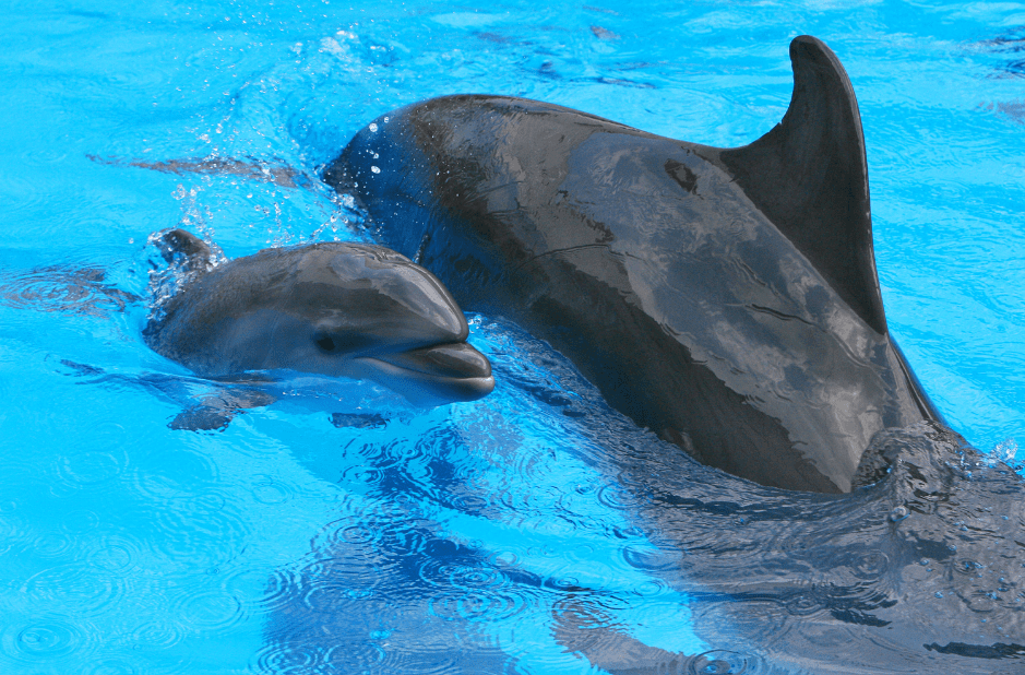 baby-dolphin-calf