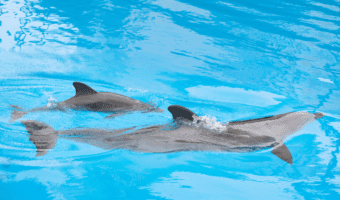 baby-dolphin-facts