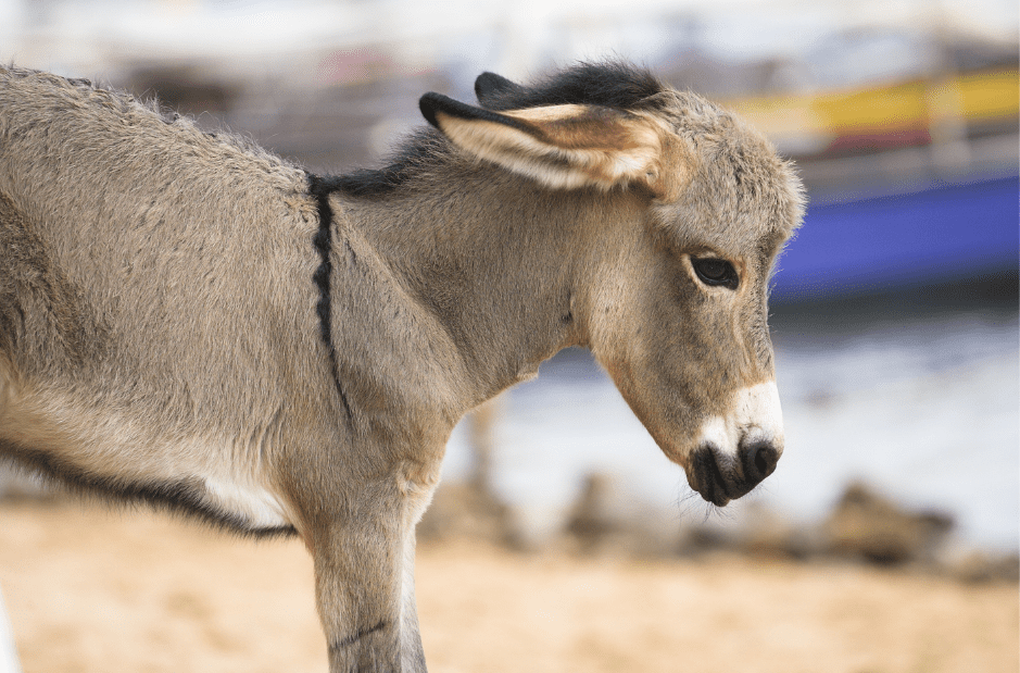 baby-donkey-facts