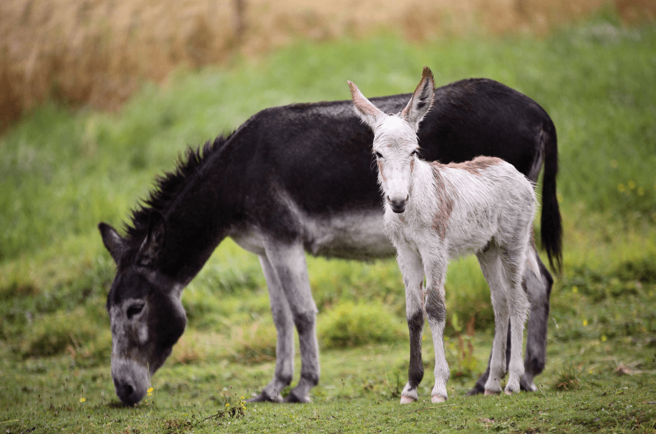 baby-donkey-with-mother