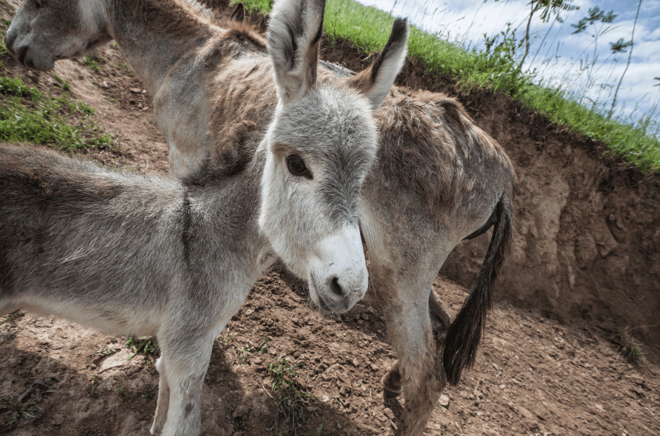 baby-donkeys
