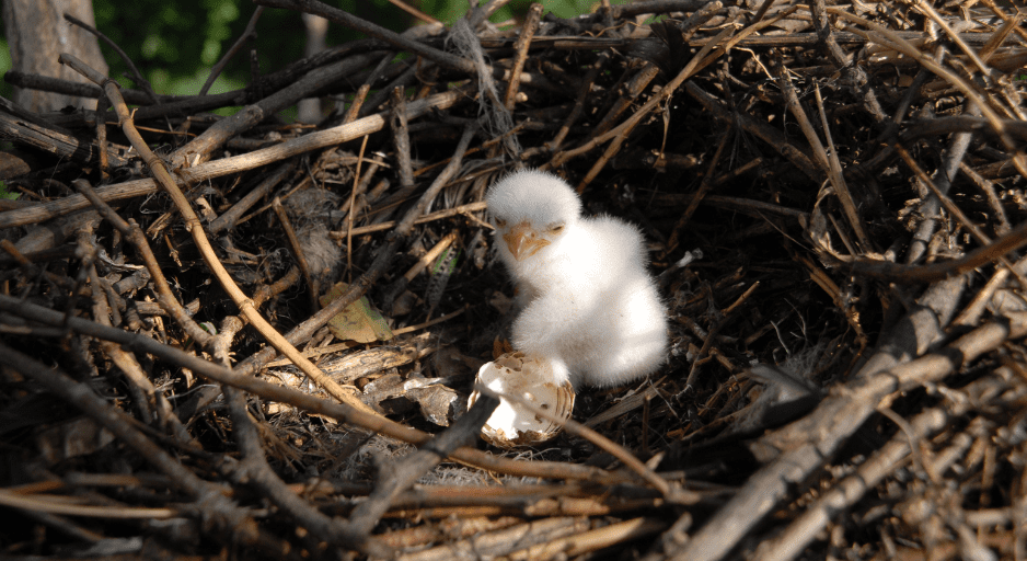 From Nestling to Flight - 6 Amazing Baby Eagle Facts and Pictures - Animal  Corner